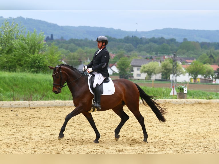Selle autrichien Jument 6 Ans 167 cm Bai in St Marein bei Graz