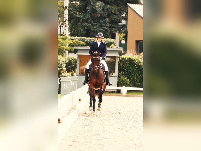 Selle autrichien Jument 6 Ans 167 cm Bai in St Marein bei Graz