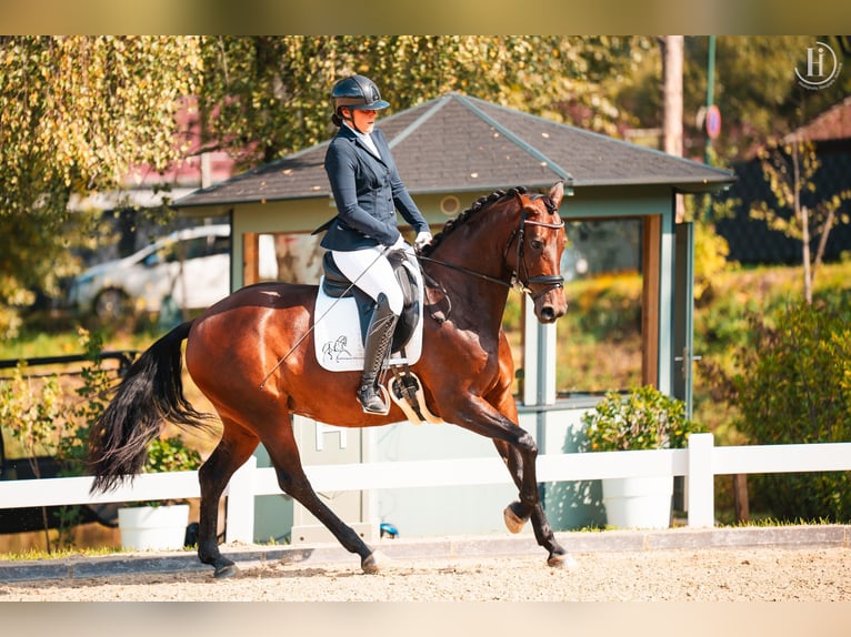 Selle autrichien Jument 6 Ans 167 cm Bai in St Marein bei Graz
