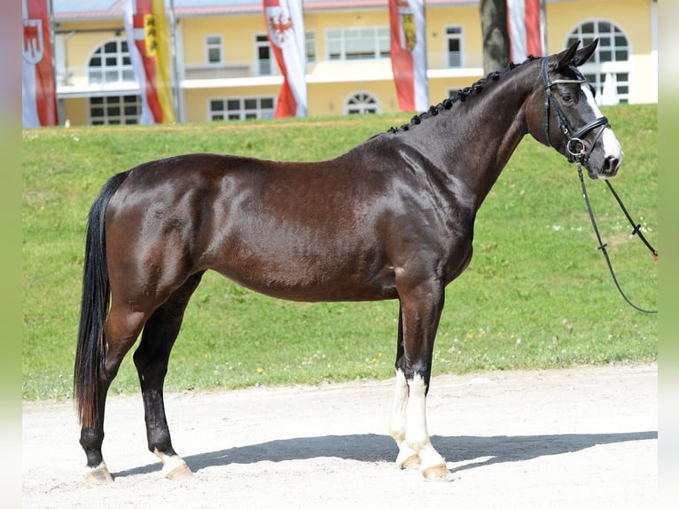 Selle autrichien Jument 6 Ans 170 cm Noir in Davidschlag