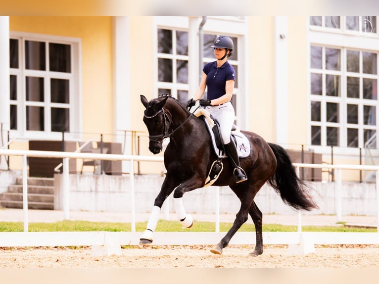 Selle autrichien Jument 6 Ans 170 cm Noir in Stadl-Paura
