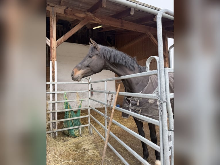 Selle autrichien Jument 6 Ans 172 cm Bai brun in Waldkraiburg