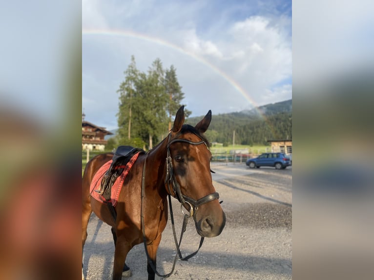 Selle autrichien Jument 7 Ans 165 cm Bai in Altenmarkt