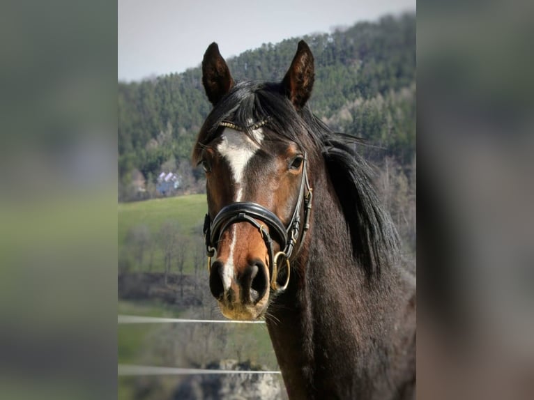 Selle autrichien Jument 7 Ans 168 cm Bai in Schottwien