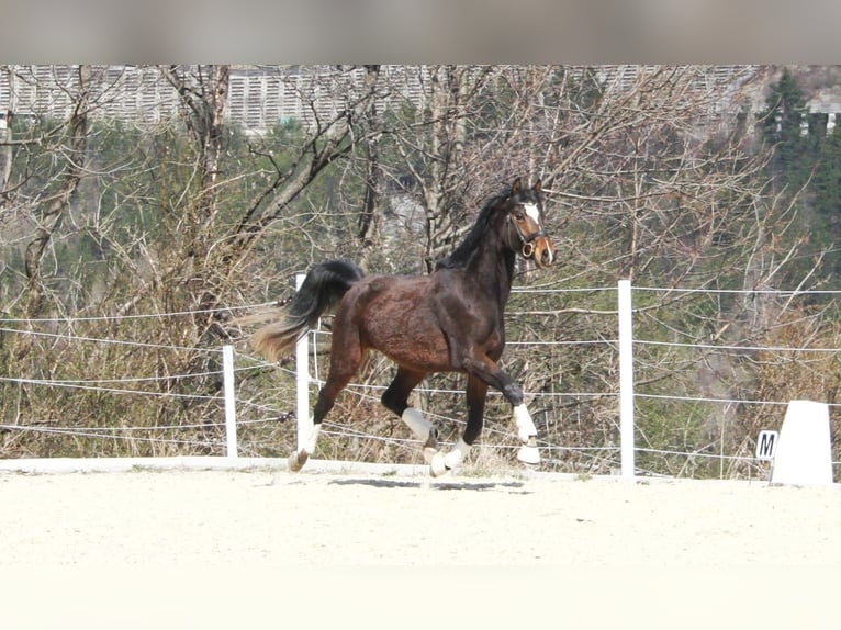 Selle autrichien Jument 7 Ans 168 cm Bai in Schottwien