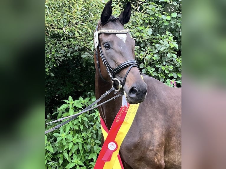 Selle autrichien Jument 7 Ans 170 cm Bai brun foncé in Sieggraben