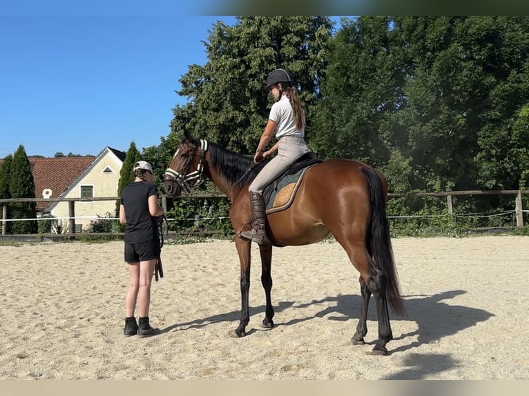 Selle autrichien Jument 7 Ans 172 cm Bai in Gleisdorf