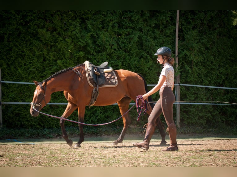 Selle autrichien Jument 7 Ans 172 cm Bai in Gleisdorf