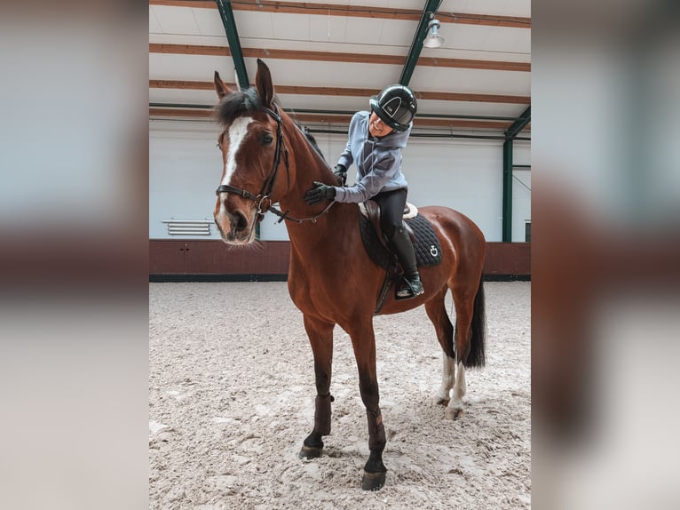Selle autrichien Jument 7 Ans 172 cm Bai in Mösendorf