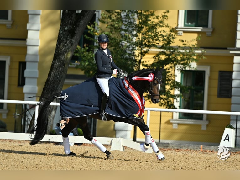 Selle autrichien Jument 7 Ans Bai brun in Gössendorf