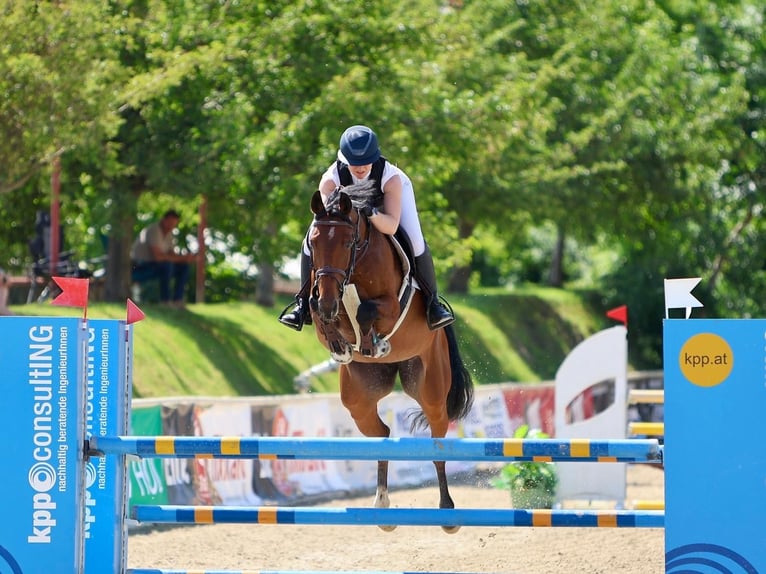 Selle autrichien Jument 8 Ans 165 cm Bai in Gallbrunn