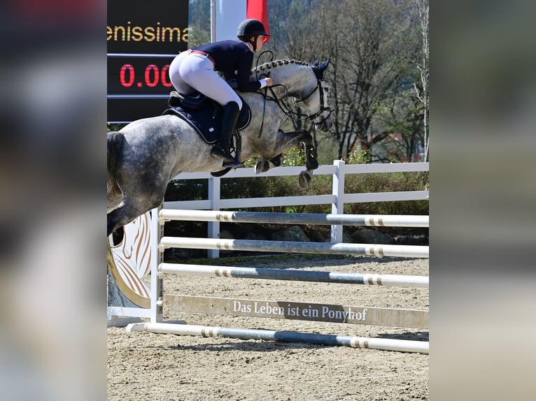 Selle autrichien Jument 8 Ans 165 cm Gris in Graz,12.Bez.:Andritz