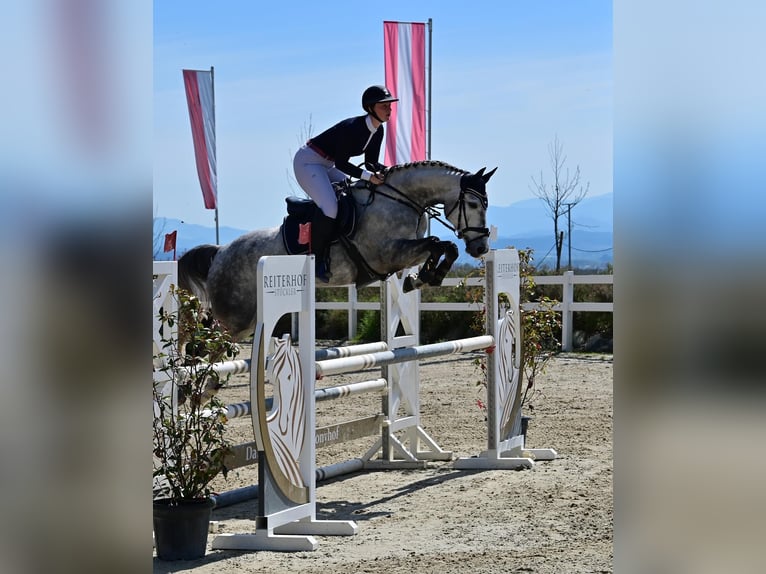 Selle autrichien Jument 8 Ans 165 cm Gris in Graz,12.Bez.:Andritz