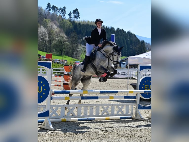 Selle autrichien Jument 8 Ans 165 cm Gris in Graz,12.Bez.:Andritz