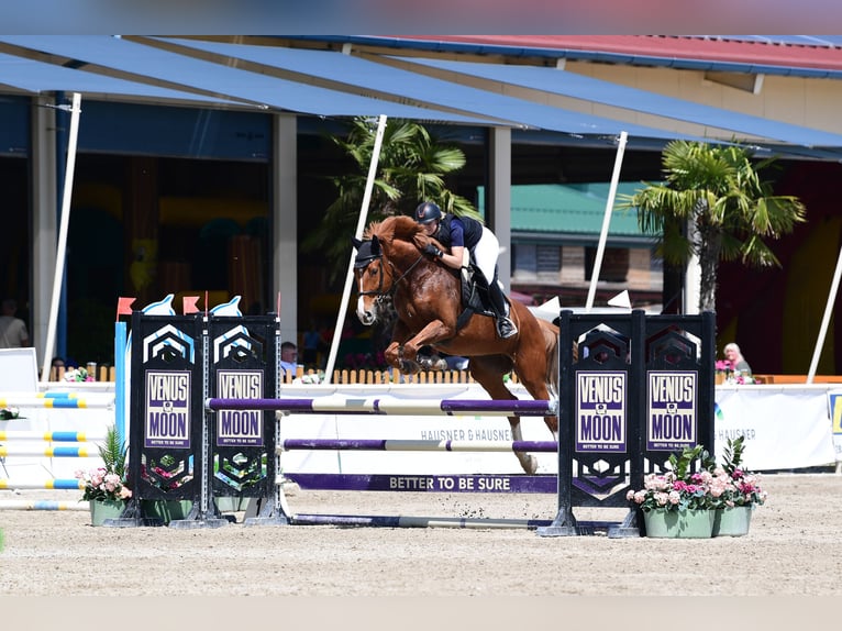 Selle autrichien Jument 8 Ans 167 cm Alezan in Bromberg