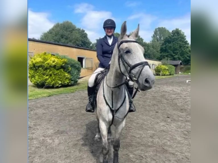 Selle autrichien Jument 9 Ans 169 cm Aubère in Wels