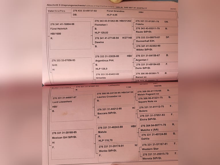 Selle autrichien Jument 9 Ans 174 cm Bai in Premstätten