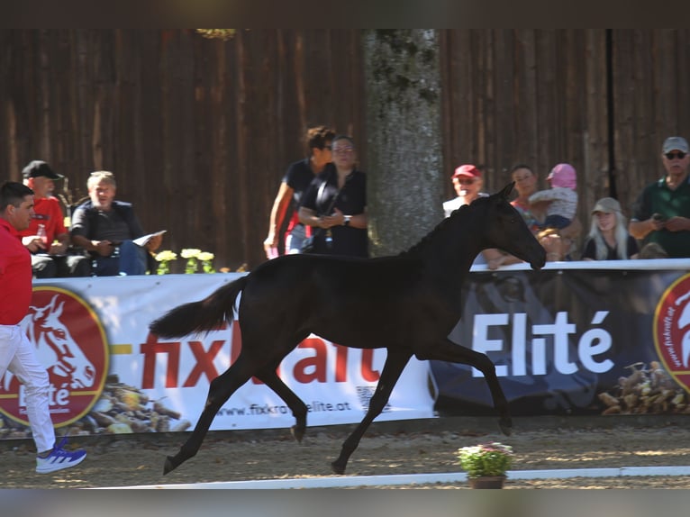 Selle autrichien Jument Poulain (04/2025) 168 cm Noir in St Marein bei Graz