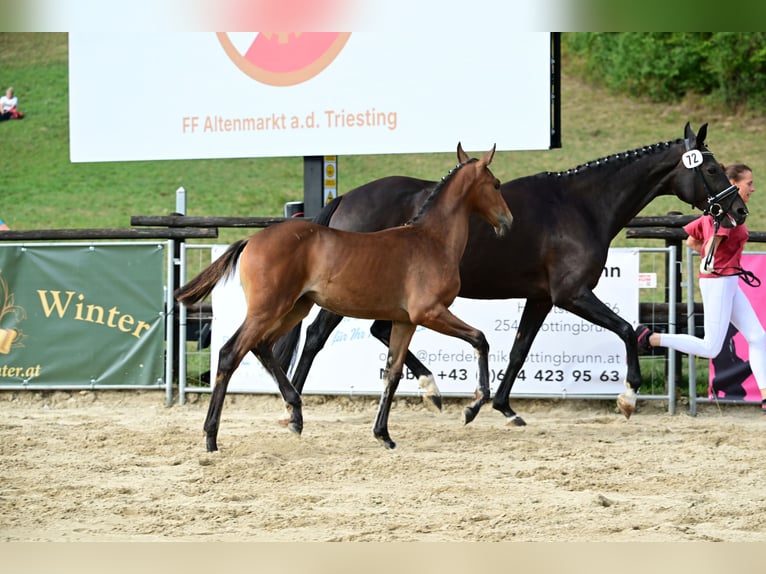 Selle autrichien Jument Poulain (05/2026) 170 cm Bai in St. Georgen