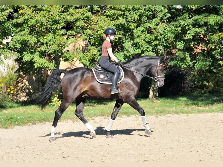 Selle Français Castrone 10 Anni 163 cm Morello in Schattendorf