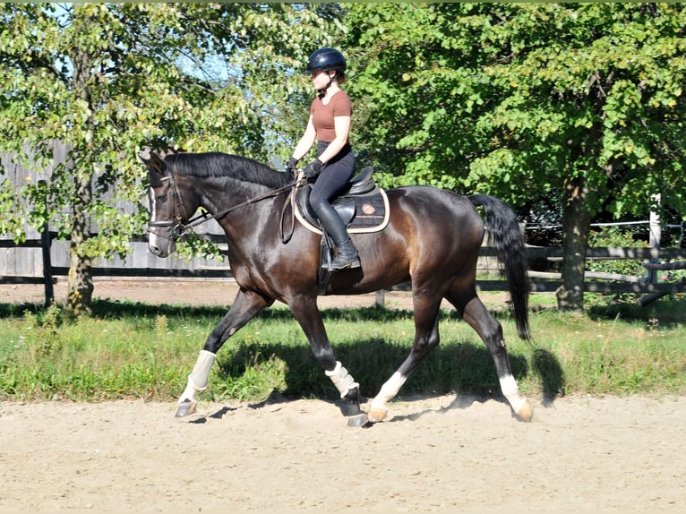 Selle Français Castrone 10 Anni 163 cm Morello in Schattendorf