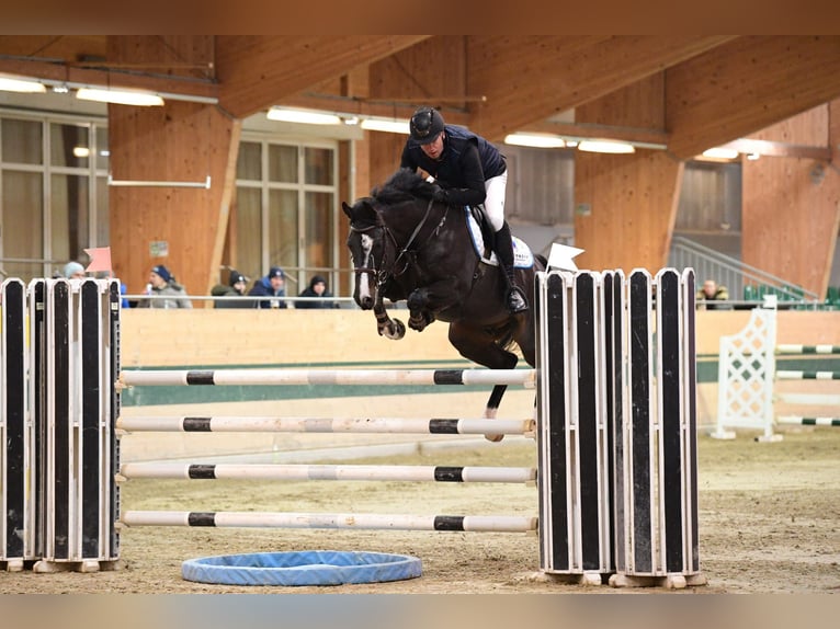 Selle Français Castrone 10 Anni 163 cm Morello in Schattendorf