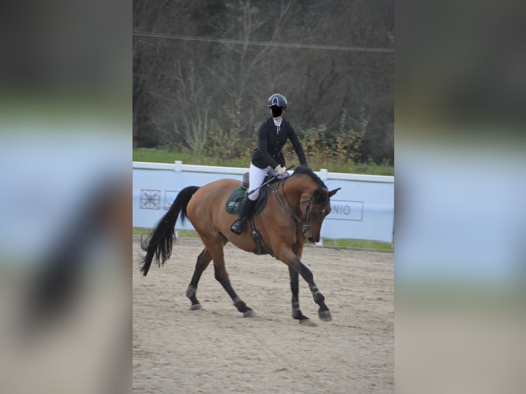Selle Français Castrone 10 Anni 170 cm Falbo in Donostia-San Sebastian