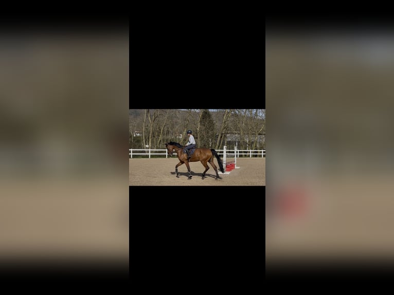 Selle Français Castrone 10 Anni 170 cm Falbo in Donostia-San Sebastian