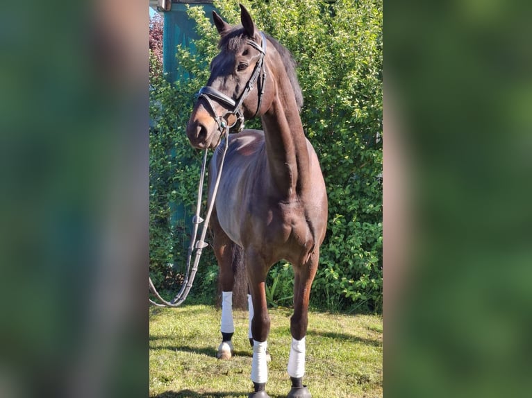 Selle Français Castrone 10 Anni 172 cm Baio scuro in Angers