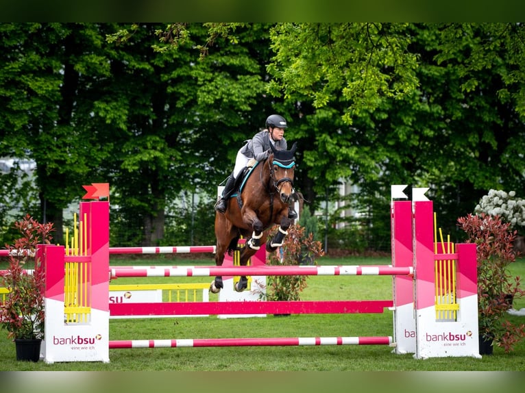 Selle Français Castrone 11 Anni 163 cm Baio in Berg am Irchel