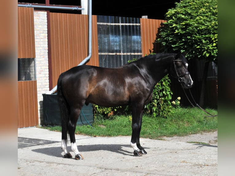 Selle Français Castrone 11 Anni 163 cm Morello in Schattendorf