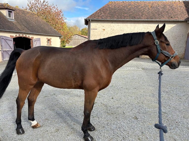 Selle Français Castrone 11 Anni 164 cm Baio in La Puisaye
