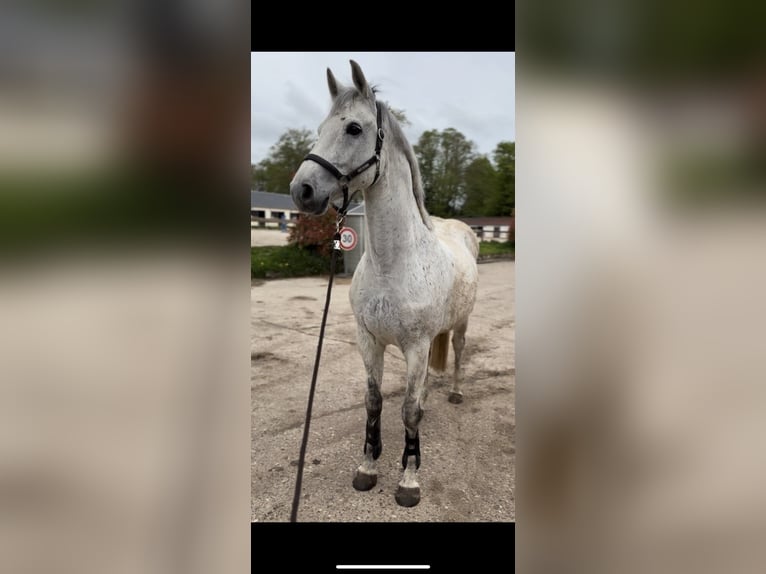Selle Français Castrone 11 Anni 165 cm Grigio in Trie Chateau