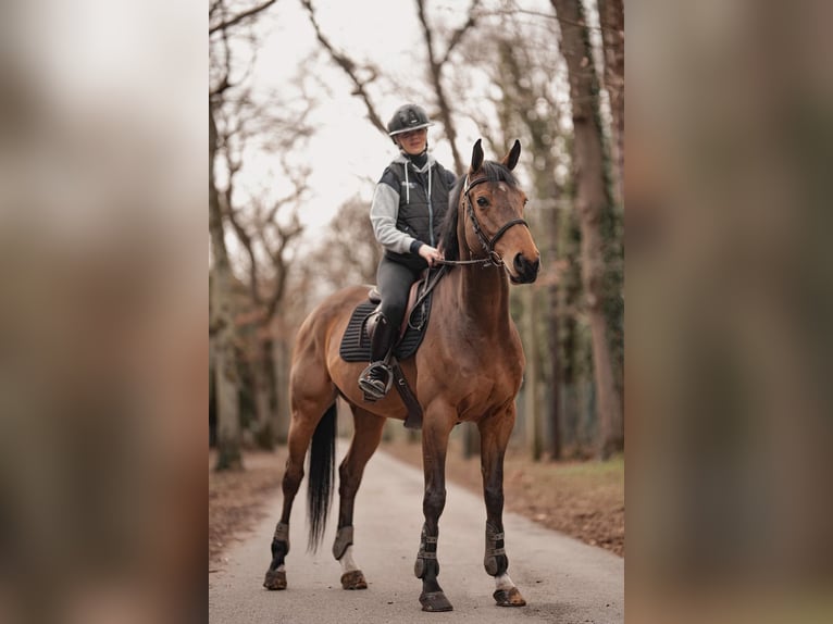 Selle Français Castrone 11 Anni 166 cm Baio in Gouvieux