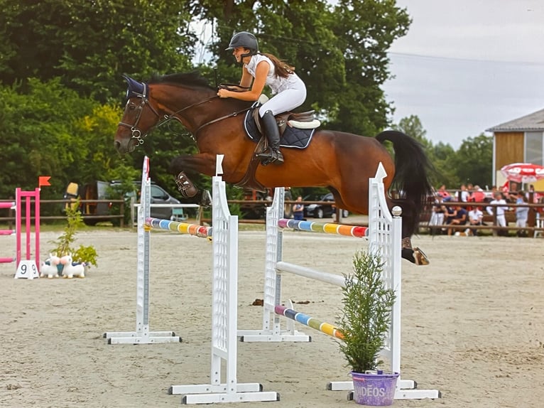 Selle Français Castrone 11 Anni 167 cm Baio scuro in Chartres