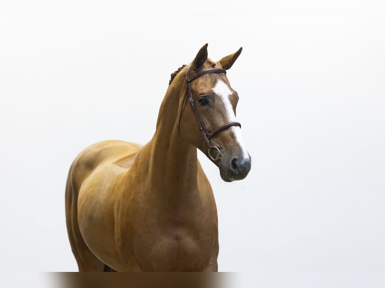 Selle Français Castrone 11 Anni 168 cm Sauro in Waddinxveen