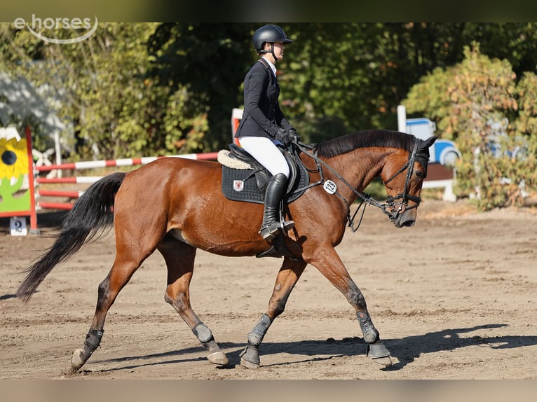 Selle Français Castrone 11 Anni 175 cm Baio in Neustadt