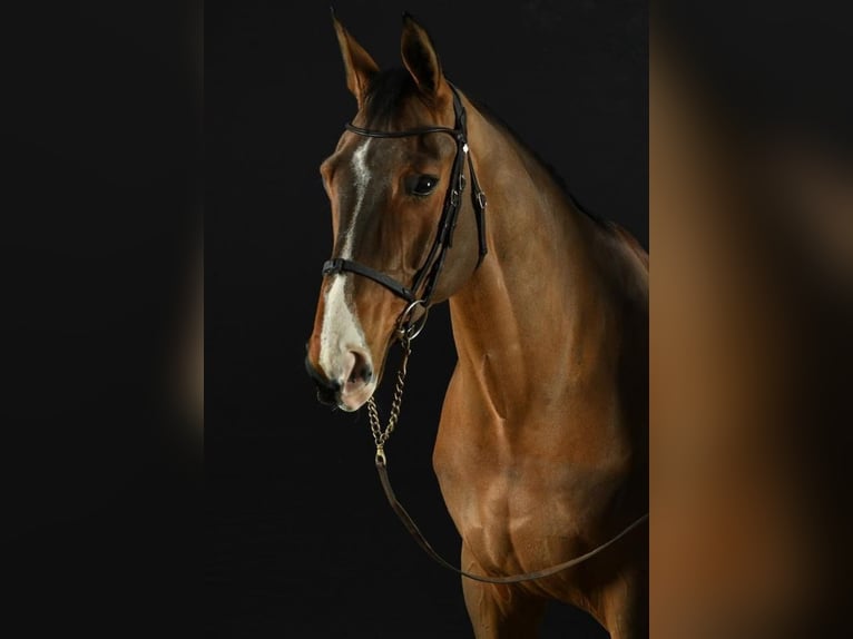 Selle Français Castrone 11 Anni 175 cm Baio in Saint Nicolas de Redon