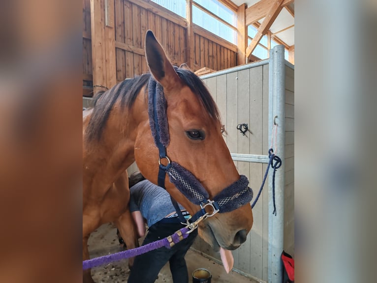 Selle Français Castrone 11 Anni 175 cm Baio in Salon-de-Provence