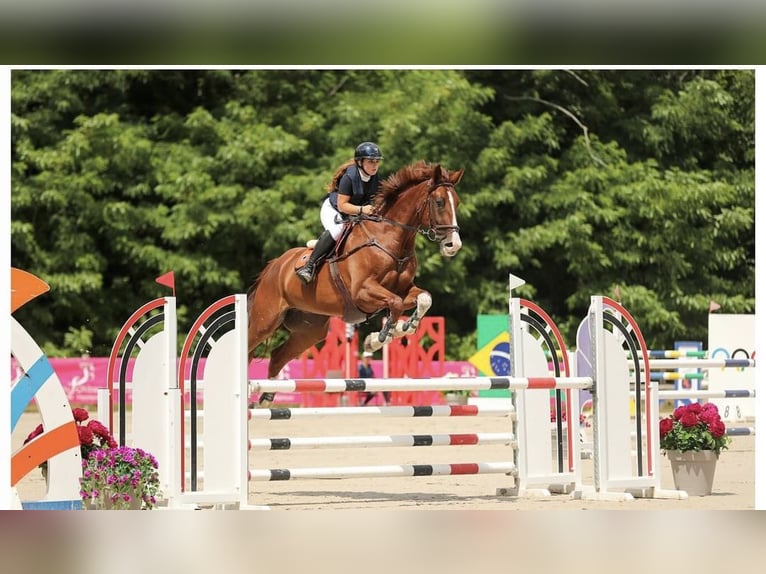 Selle Français Castrone 11 Anni 180 cm Sauro scuro in Lesparre- médoc