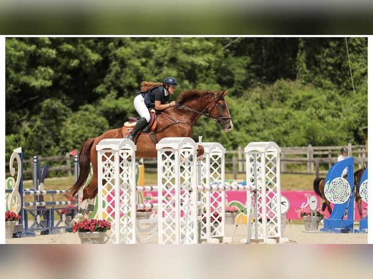 Selle Français Castrone 11 Anni 180 cm Sauro scuro in Lesparre- médoc