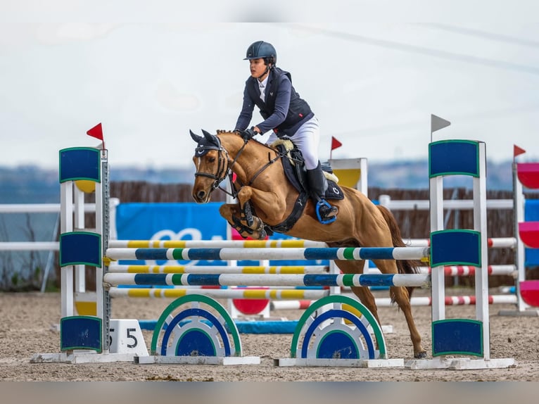 Selle Français Castrone 12 Anni 140 cm Sauro in Jara Beltran