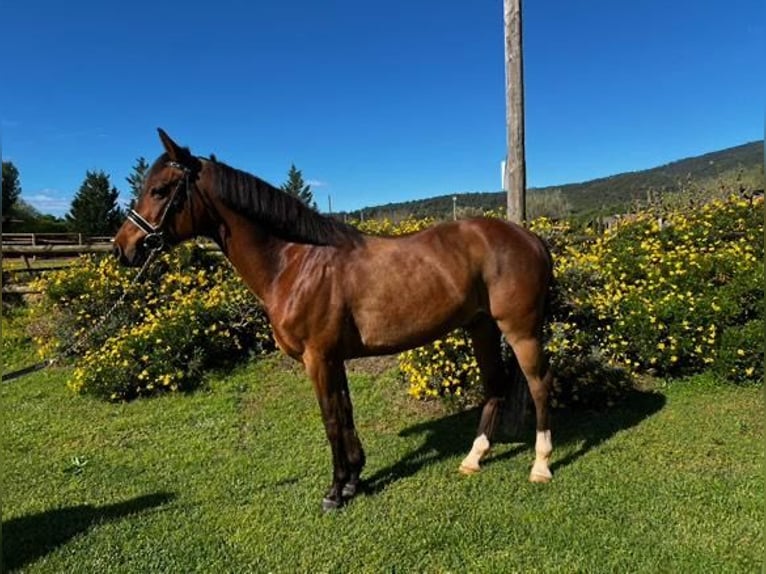 Selle Français Castrone 12 Anni 144 cm Baio in Sant Esteve De Palautordera