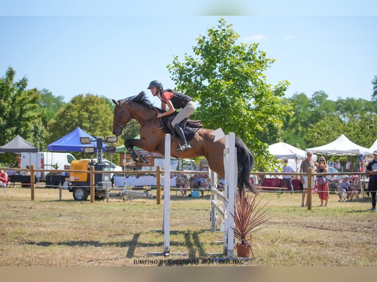 Selle Français Castrone 12 Anni 163 cm Baio nero in Saint-Pardoux-du-Breuil