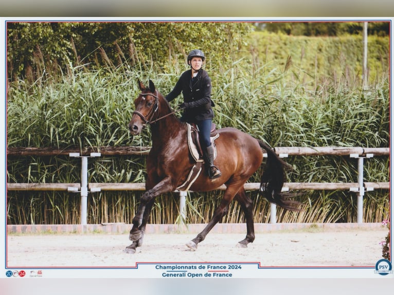 Selle Français Castrone 12 Anni 163 cm Baio nero in Leyr