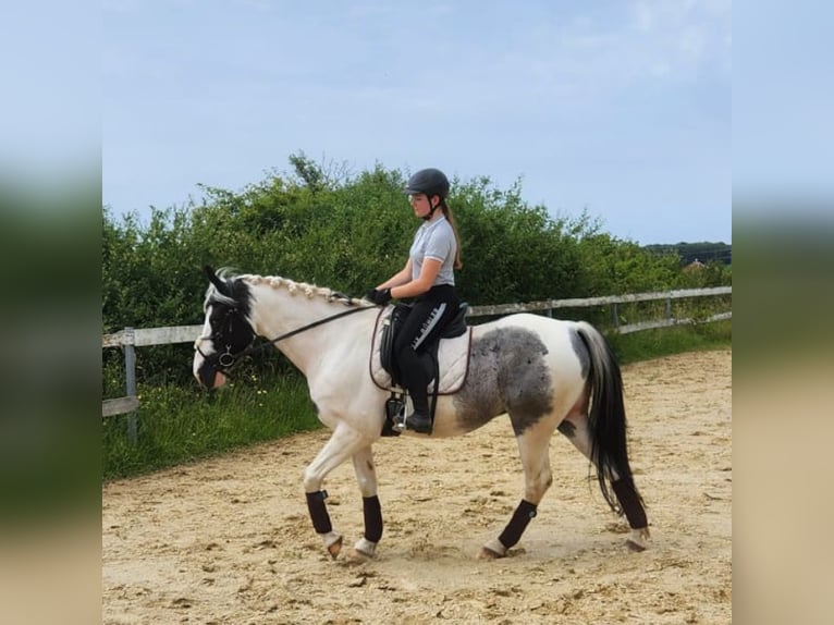 Selle Français Castrone 12 Anni 163 cm Pezzato in Rennerod