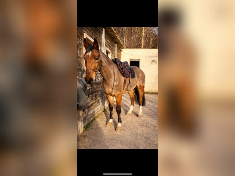 Selle Français Castrone 12 Anni 165 cm Baio in Bethemont la forêt