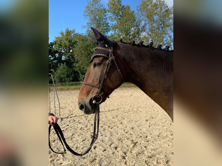 Selle Français Castrone 12 Anni 175 cm Baio in Saint Thomas