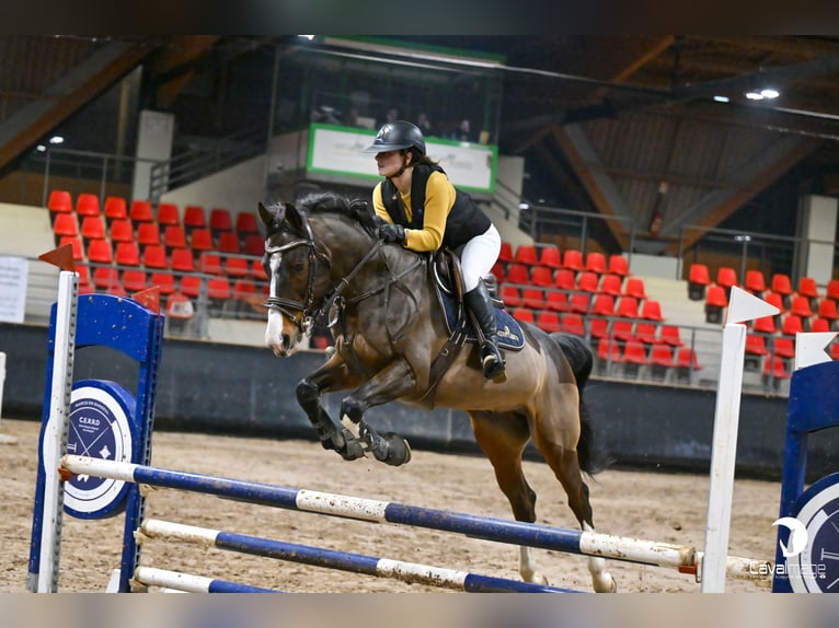 Selle Français Castrone 13 Anni 164 cm Baio in Marcq-en-Barœul