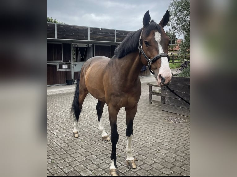 Selle Français Castrone 13 Anni 164 cm Baio in Marcq-en-Barœul
